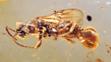 Sirenobethylus charybdis