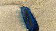 Modrý žahavec Velella velella (1)
