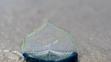 By-the-Wind Sailor (Velella Velella)