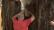 Mamut - 8