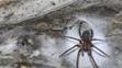 Tegenaria domestica