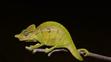 Voeltzkow's Chameleon - 2