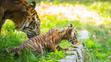 Tygři sumaterští ve vratislavské zoo (9)