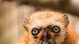 Lemur Sclaterův - 1