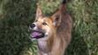 Dingo Wandi