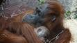 V pražské zoo se narodilo orangutaní mládě - 6
