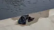 V řece Radbuze byla nalezena lidská hlava