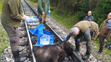 Medvědici na Slovensku přejela tramvaj