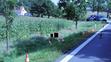 Řidič srazil cyklistu a od nehody ujel - 2