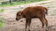 V brněnské zoo se narodil velbloudí kluk a bizoní holka - 2