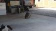 2013-07-25_Raccoon_eating_cats_food - VTHUMB