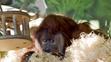 Orangutan Ferda