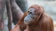Orangutan u zubaře - 2