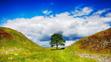 Sycamore Gap