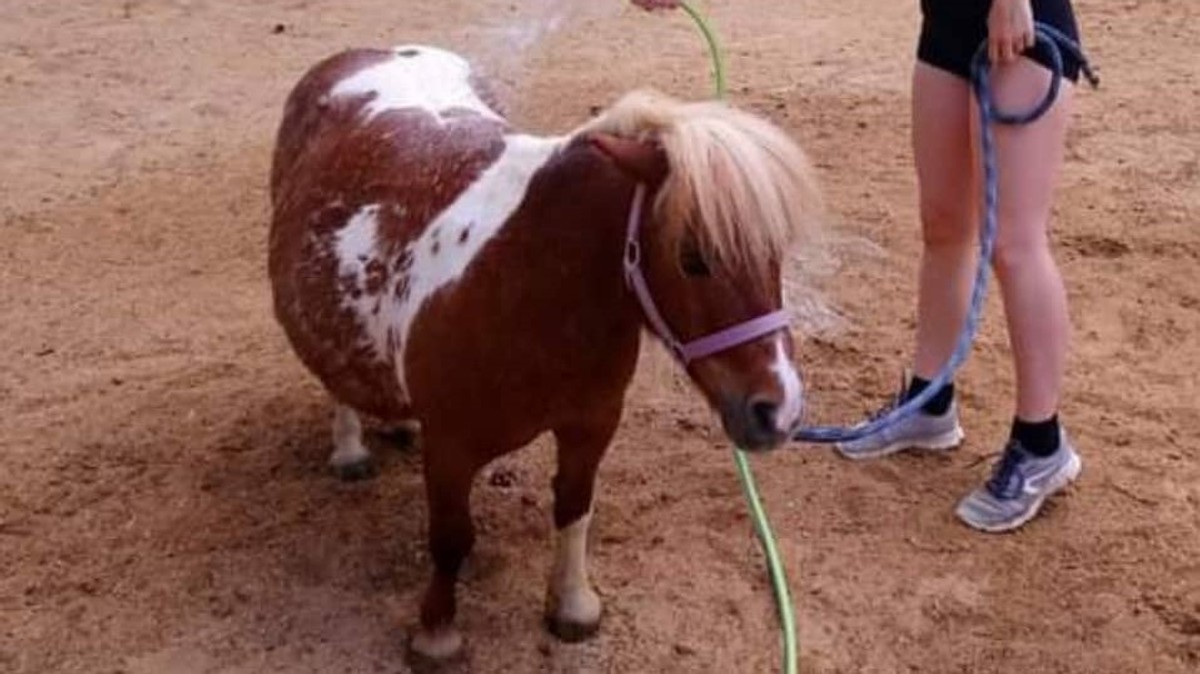 Visitors fed the pony a poisonous plant, she died in great pain