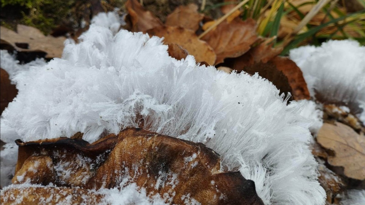 A rare phenomenon appeared in the forest near Bratislava.  Snow hairs grew from the trees