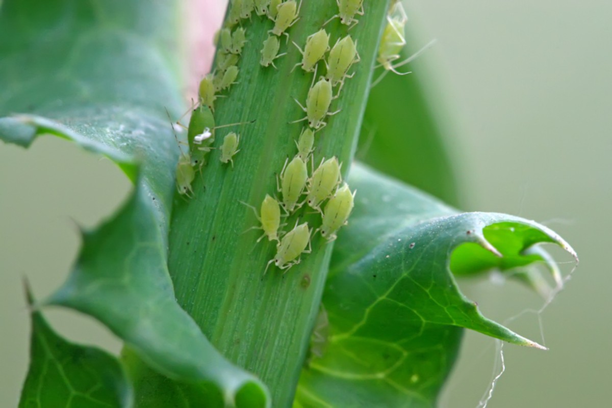 List Of Plant Pests In The Philippines