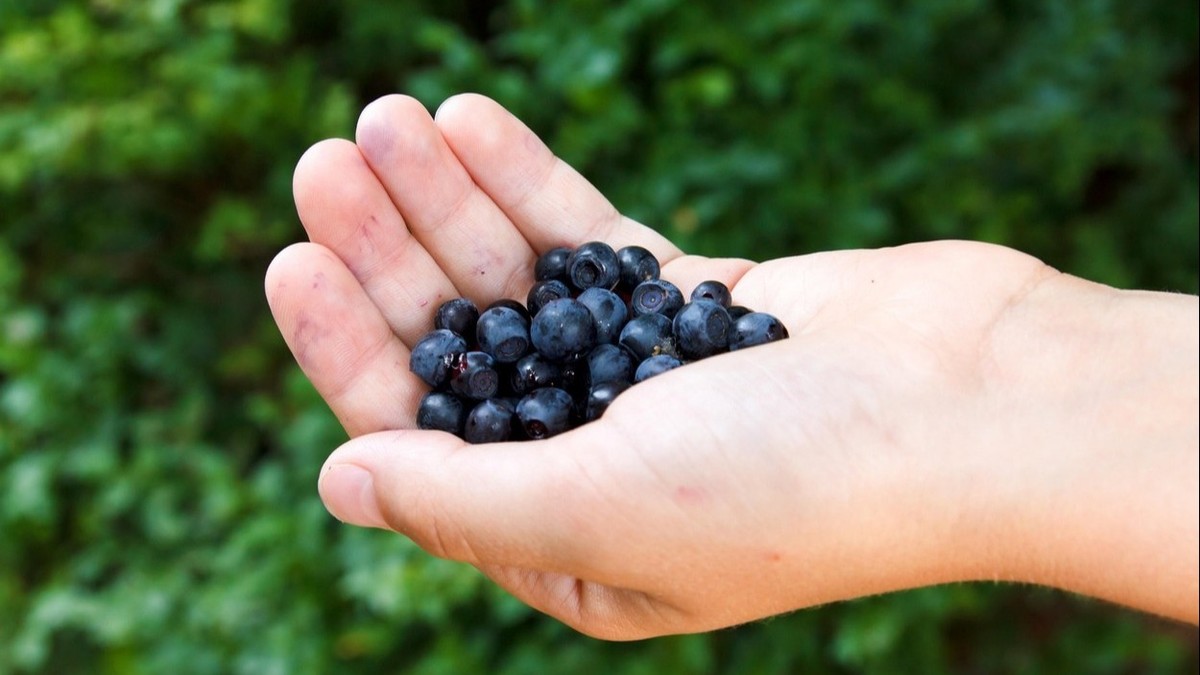 The Hidden Danger in Fresh Forest Fruit: Echinococcosis on the Rise in the Czech Republic and Poland