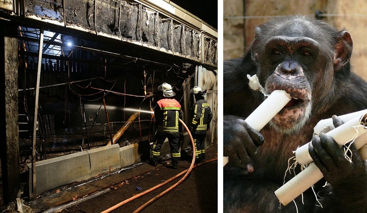 In einem deutschen Zoo ist ein Affenpavillon abgebrannt.  Fast alle Tiere starben