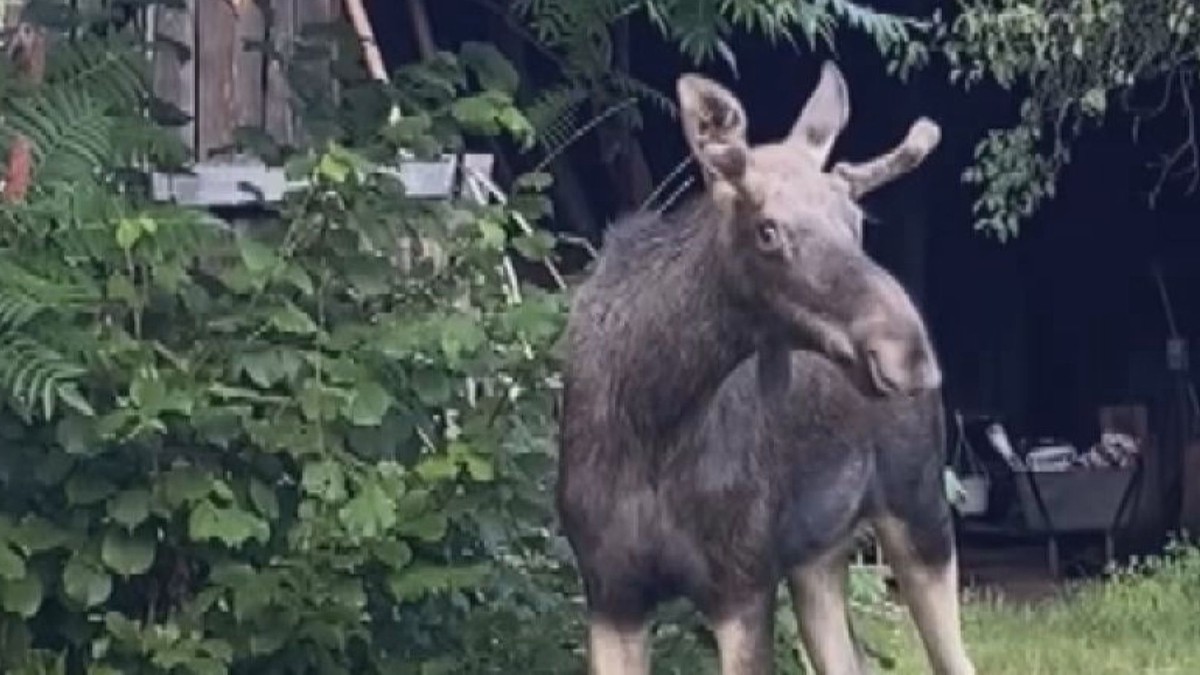 Los Emil dorazil na Slovácko. Hledá si svůj biotop, říká zoolog