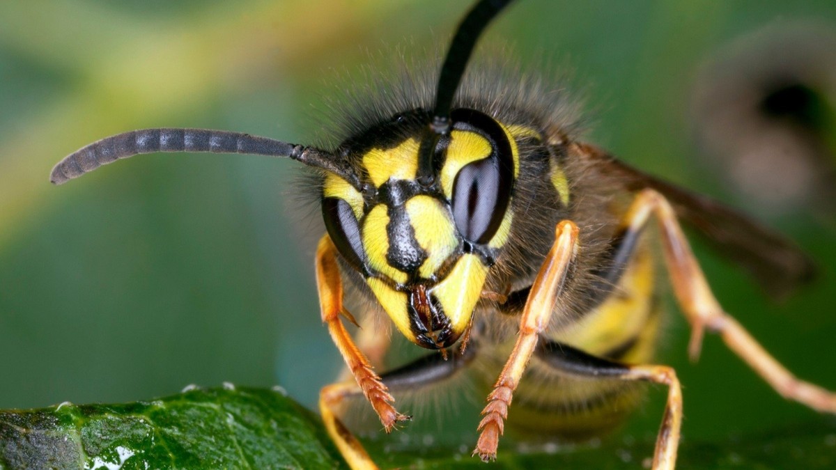 Das Töten einer Wespe kann viel Geld kosten.  Nachbarn drohen Strafen in Millionenhöhe