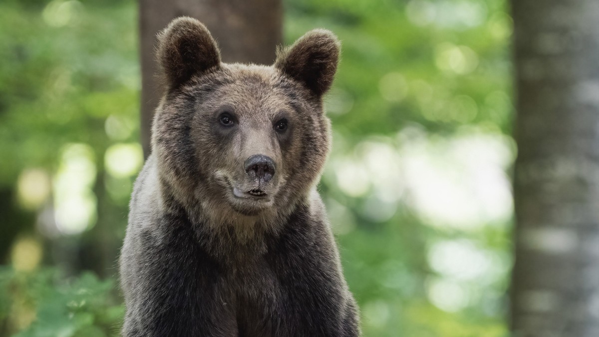 Na Slovensku medvěd napadl člověka. Zasahují záchranáři