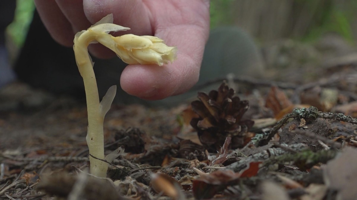 Botanici a ochránci jásají. Mykolog v lese našel vzácnou rostlinu
