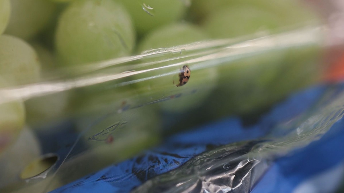 Ispezione alimentare a Ostrava: uva marcia “decorata” da scarabei morti