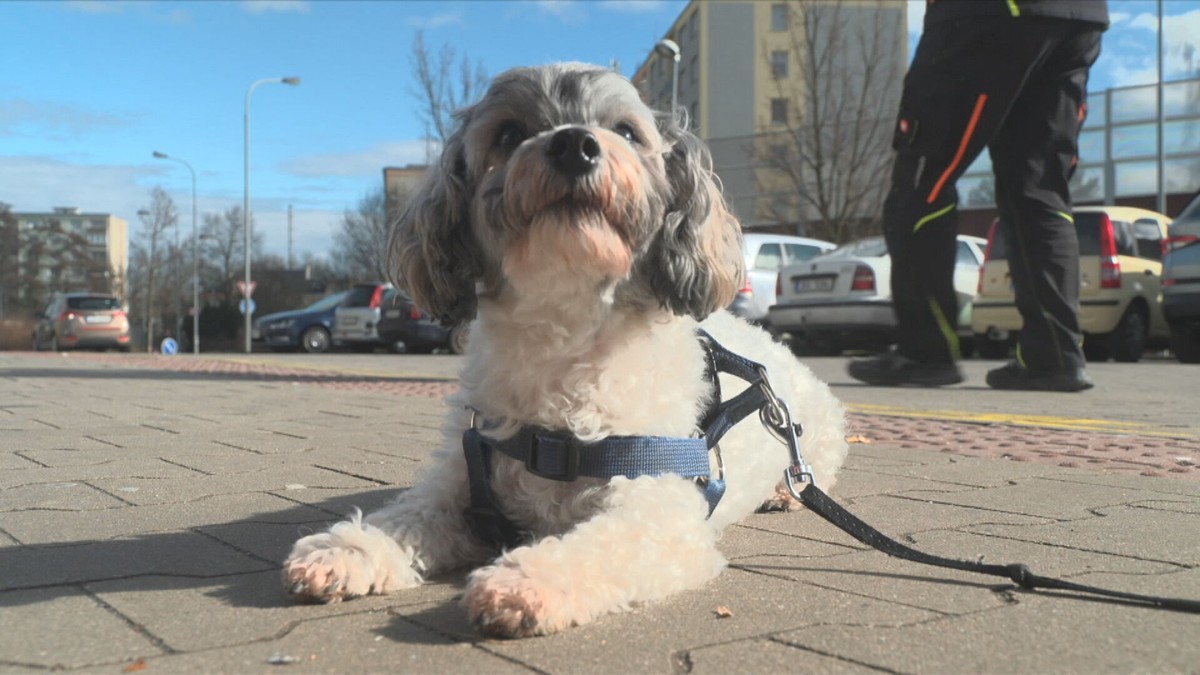 Lidé nerozumí svým psům, tvrdí vědci. Může to zadělat na velký problém