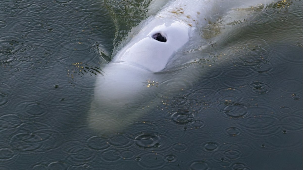 Une baleine coincée dans la Seine française.  Il l’a transféré dans un réservoir d’eau salée