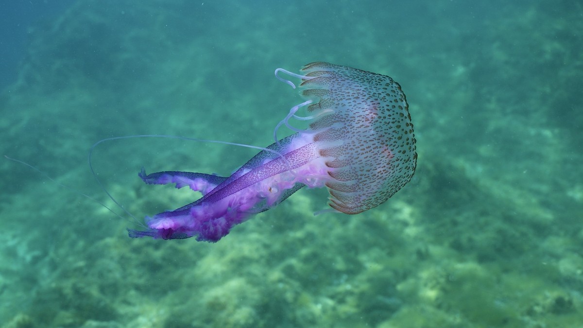 Le meduse riempiono anche la costa mediterranea.  Nuotare è impossibile su molte spiagge