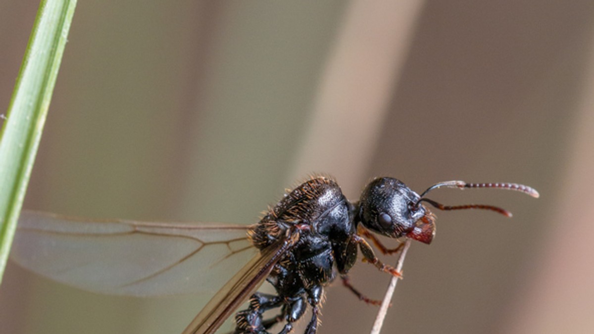 Letajici mravenec