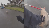 VIDEO: Kuriózní policejní honička. Policistům dal zabrat čtyřnohý rychlík