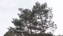 U dálnice D10 káceli stromy. Ohrožovaly řidiče