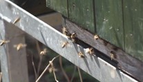 Velké mrazy mohou uškodit i včelám. Teploty pod nulou mají být i ve středu ráno