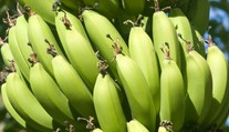 Klimatická změna umožní v Česku pěstovat tropické ovoce, říká botanik