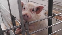 V boji proti nemoci střev pomáhají vědcům miniprasátka
