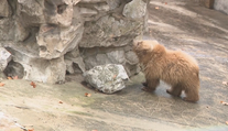 VIDEO: Tohle je hvězda zoologické zahrady. Lidem připomíná špinavého plyšáka