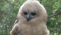 Pražská zoo je jedinou na světě, která odchovala rybí sovu
