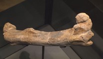 V Národním muzeu mají kost českého dinosaura. Jmenuje se Burianosaurus Augustai