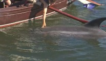 VIDEO: Parťáci z přístavu. Videa delfína se čtyřnohým kamarádem obletěla svět