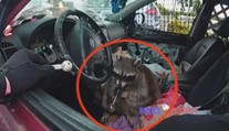 VIDEO: Mýval na drogách? Policie nevěřila svým očím, když viděla zvíře s dýmkou na pervitin