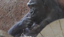 V pražské zoo se narodilo další gorilí mládě. Jméno vybere slavná primatoložka