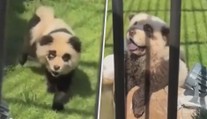 VIDEO: Zoo se pyšnila falešnými pandami. Mláďata ale začala štěkat
