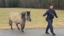 Útěkář na výzvy policistů nereagoval. Nechal se uplatit jedině svačinou