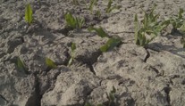 Česko trápí sucho. Klimatická změna zvyšuje výpar, vysvětluje expert