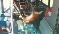 VIDEO: Jelen proskočil sklem autobusu. Málem skončil v klíně cestujícího