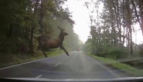 VIDEO: Řidiče překvapil "létající" jelen. K nehodě chyběly jen centimetry