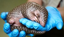Pražská zoo představila novinky na jaro. Jedním z lákadel je třeba mládě luskouna