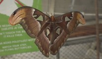 V pražské botanické zahradě létají exotičtí motýli. Prohlédnout si můžete i jejich vývoj